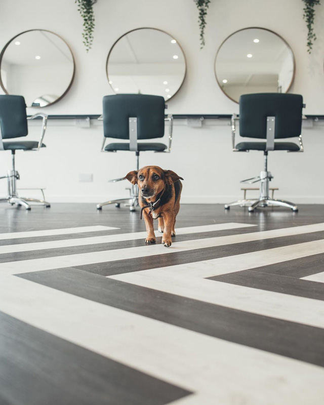 modern salon with cute dog